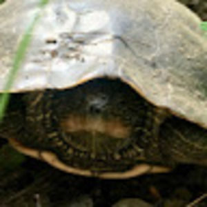 Meet your Posher, Abigail